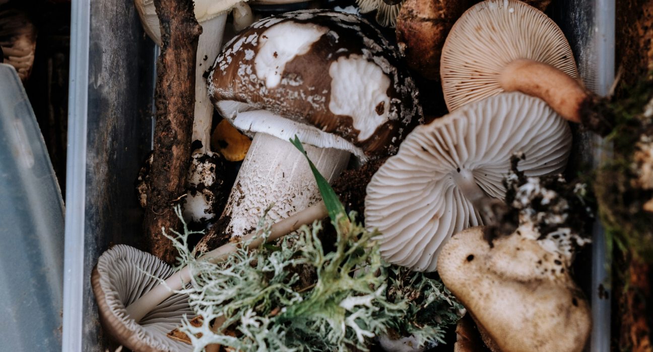 Enhancing Mushroom Flavor