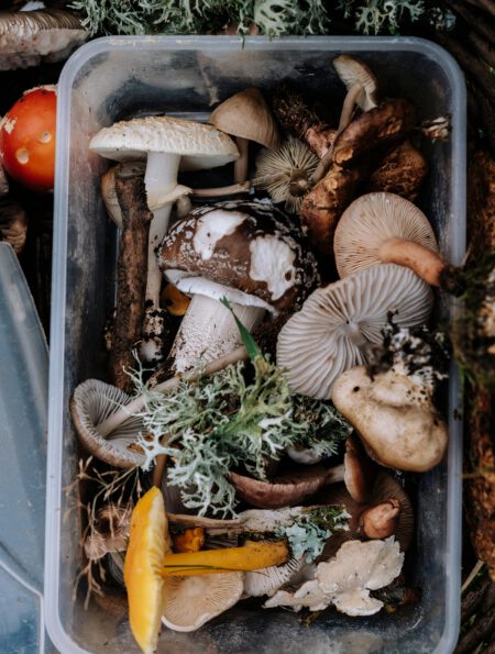 Enhancing Mushroom Flavor