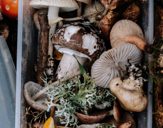 Enhancing Mushroom Flavor