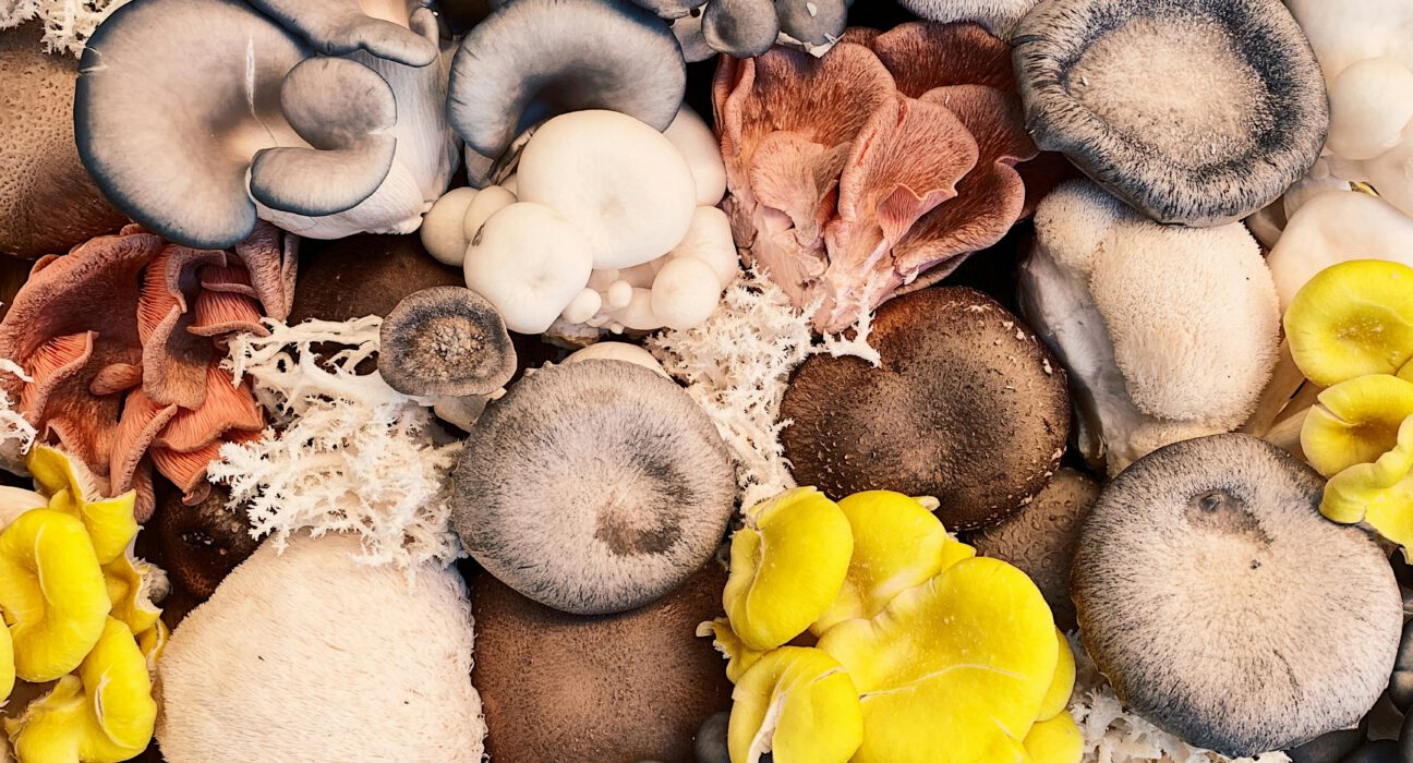 Which season is best for mushroom cultivation?