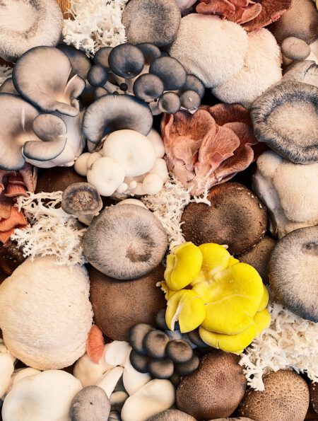 Which season is best for mushroom cultivation?