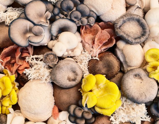 Which season is best for mushroom cultivation?