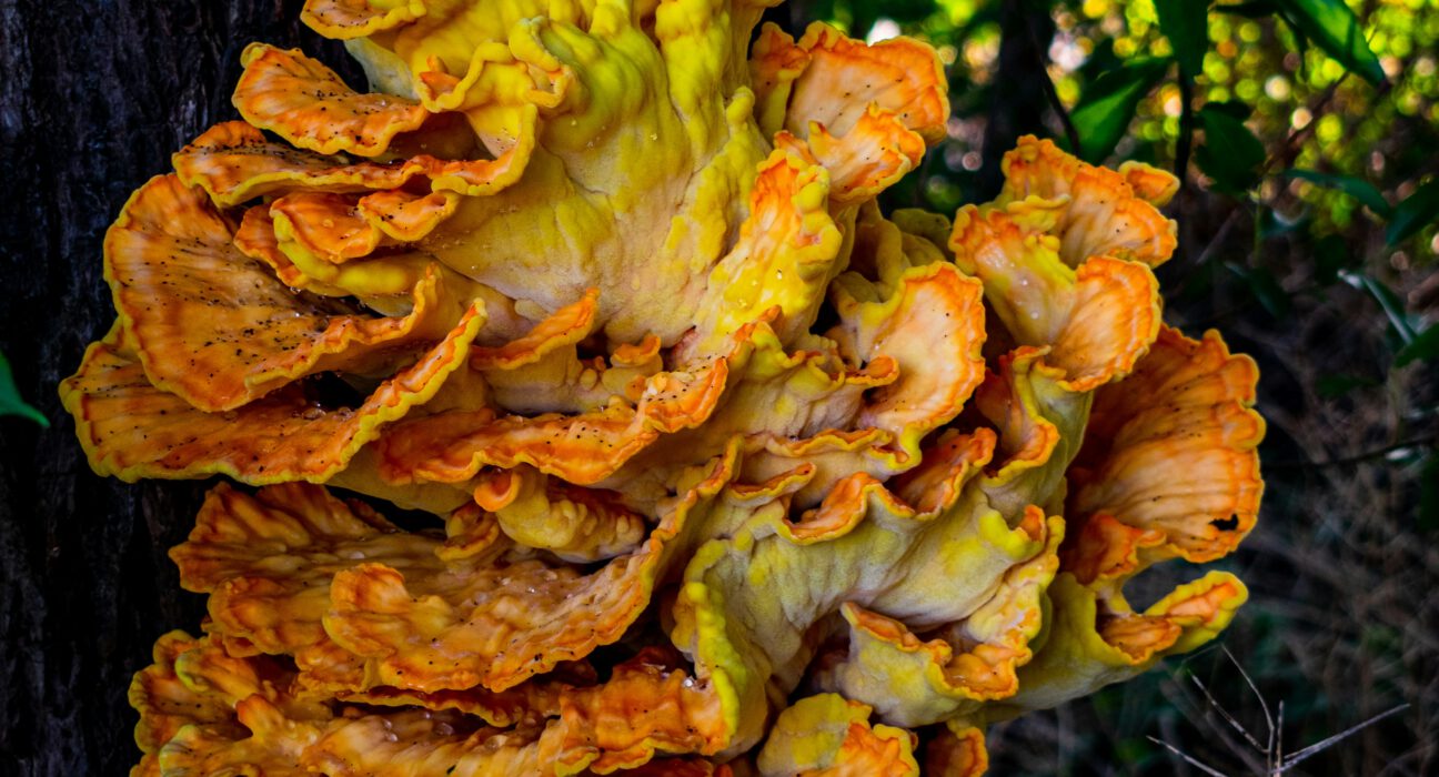 Which mushroom is a super food
