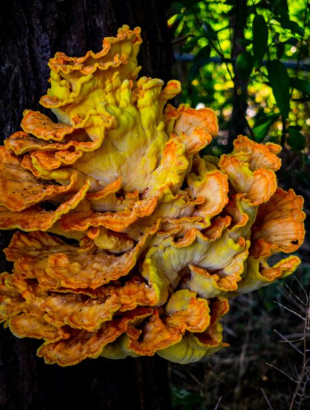 Which mushroom is a super food