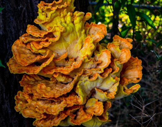Which mushroom is a super food