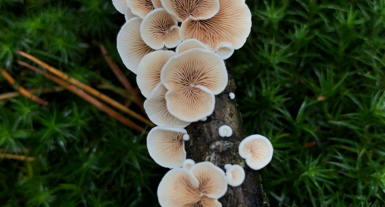 Mycelium Benefits