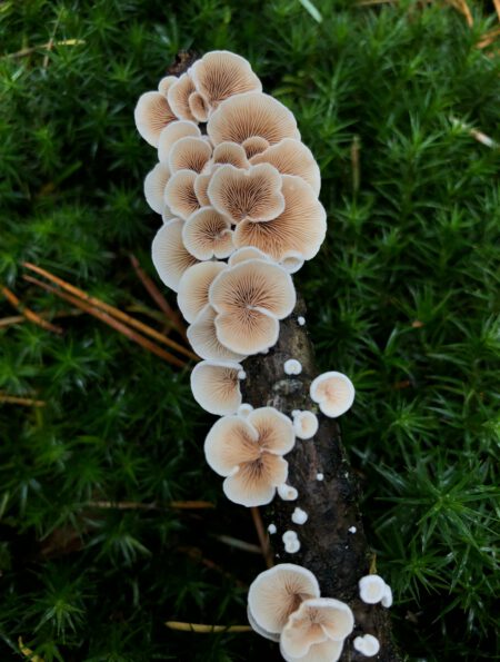Mycelium Benefits