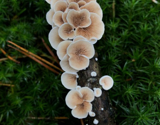 Mycelium Benefits