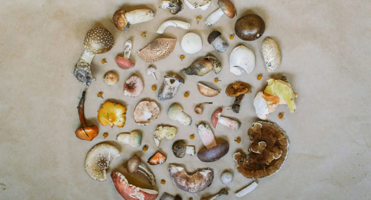 Improve Your Health With Mushrooms