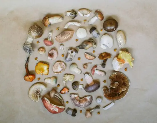Improve Your Health With Mushrooms