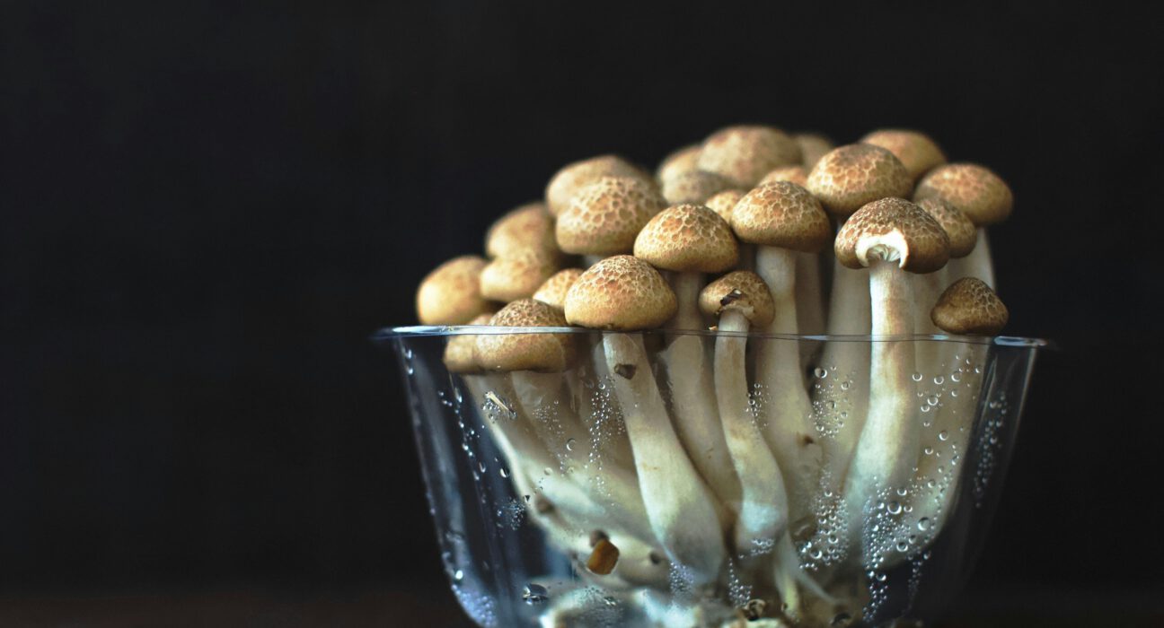 how do you start a mushroom culture?