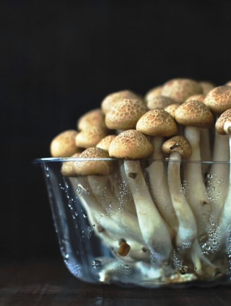 how do you start a mushroom culture?