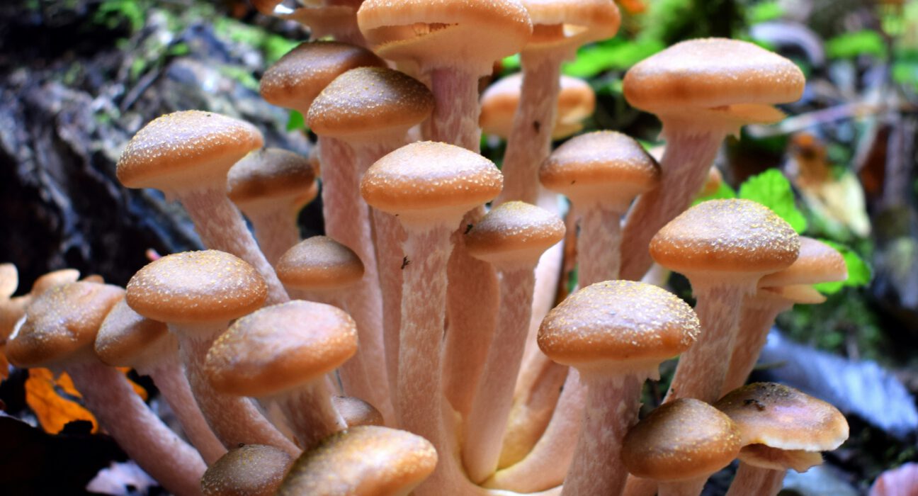 Does mycelium purify air?