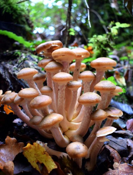 Does mycelium purify air?