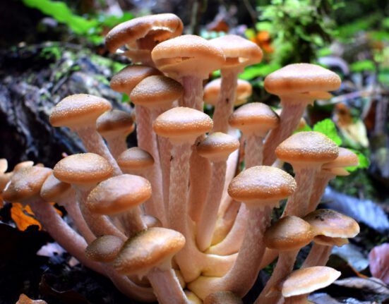 Does mycelium purify air?